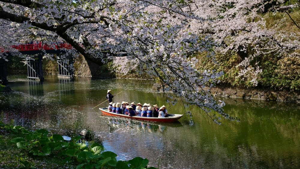 The Hirosaki Park offers a stunning spring backdrop for picnics and boat rides alike. Credits: @senchannnn on Unsplash