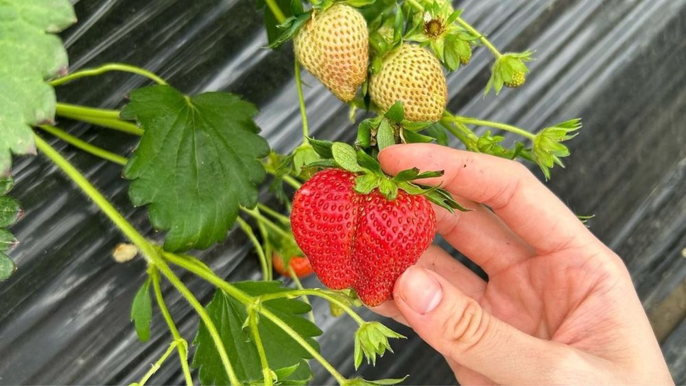 Fruit-picking in Yamanashi is one exciting experience you can't miss! Credits: @sunnysheryl_ on Instagram
