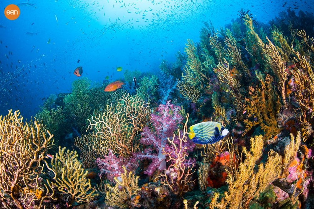 สิมิลัน