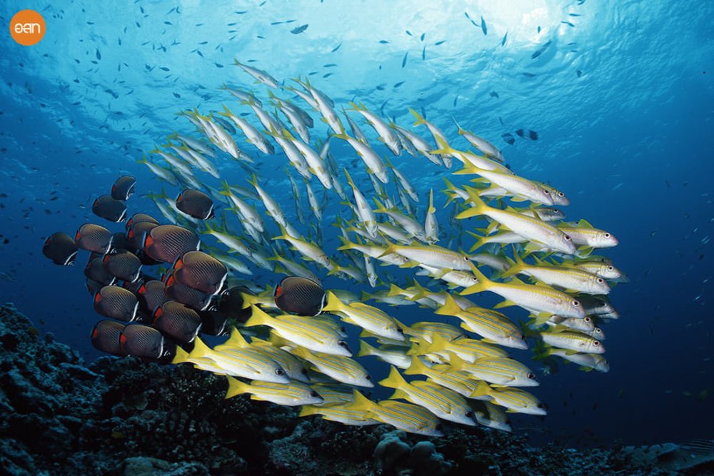 สิมิลัน