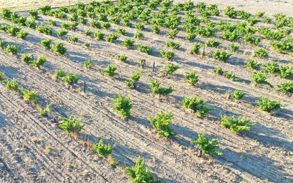 Thung Lũng Thiên Nga (Swan Valley)