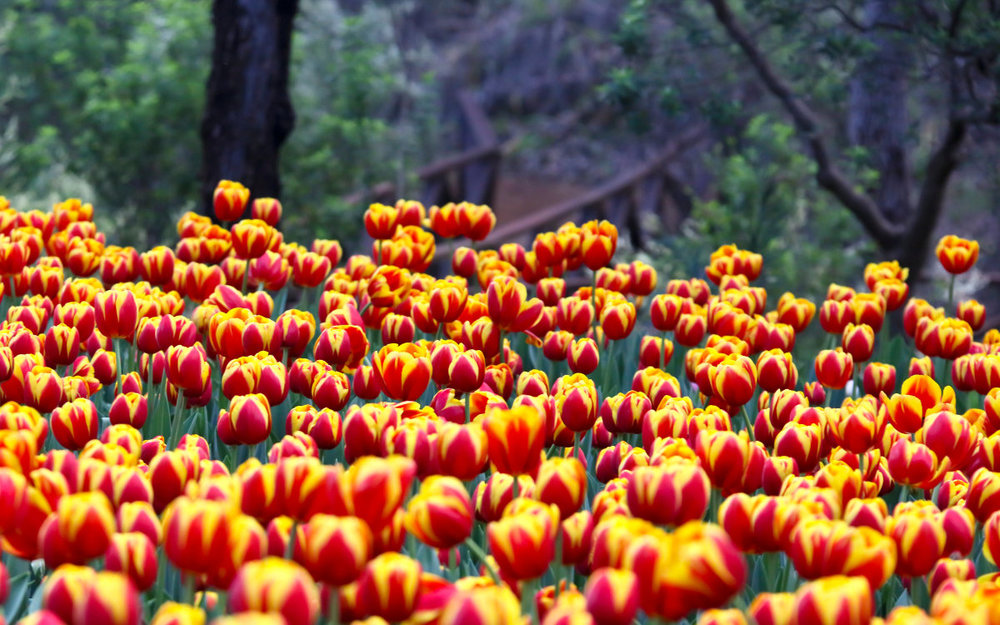 Vườn Bách Thảo Araluen