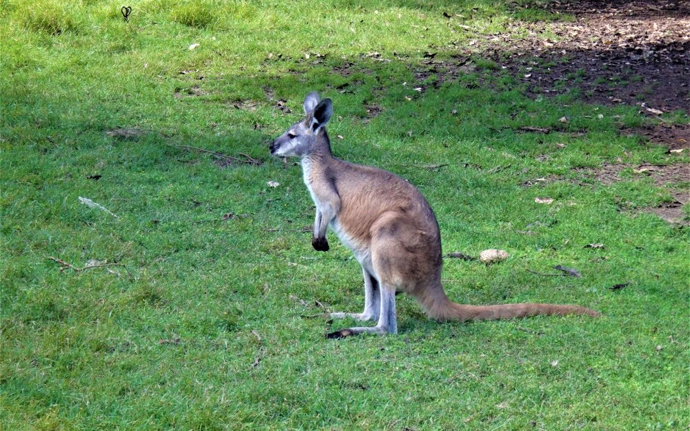 Công Viên Caversham Wildlife