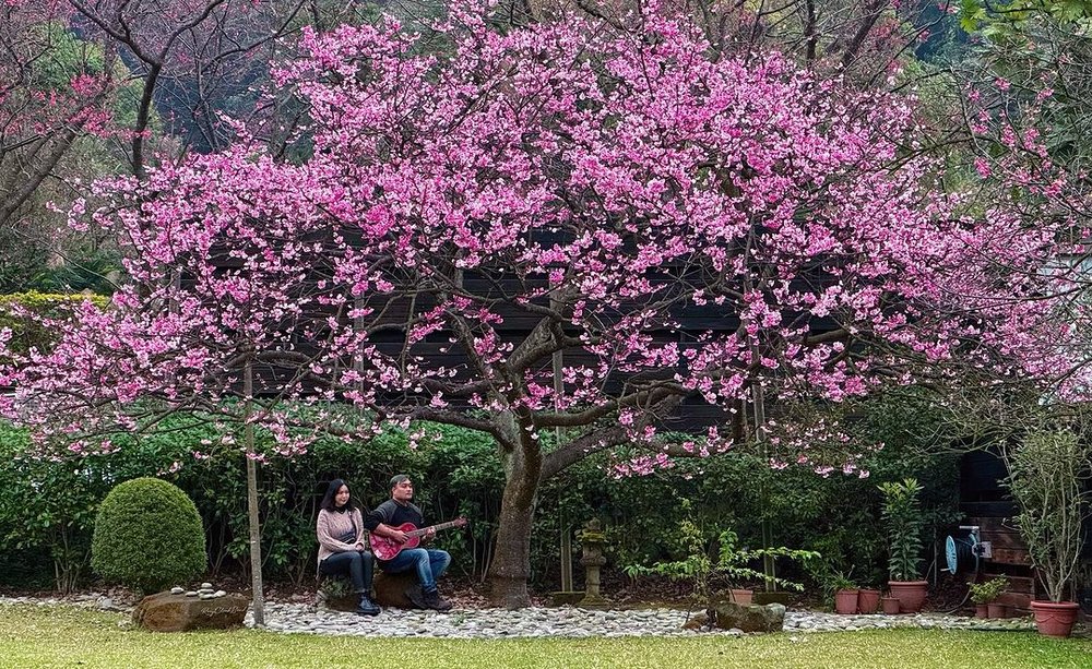 Yangmingshan National Park cherry blossom Taiwan itinerary