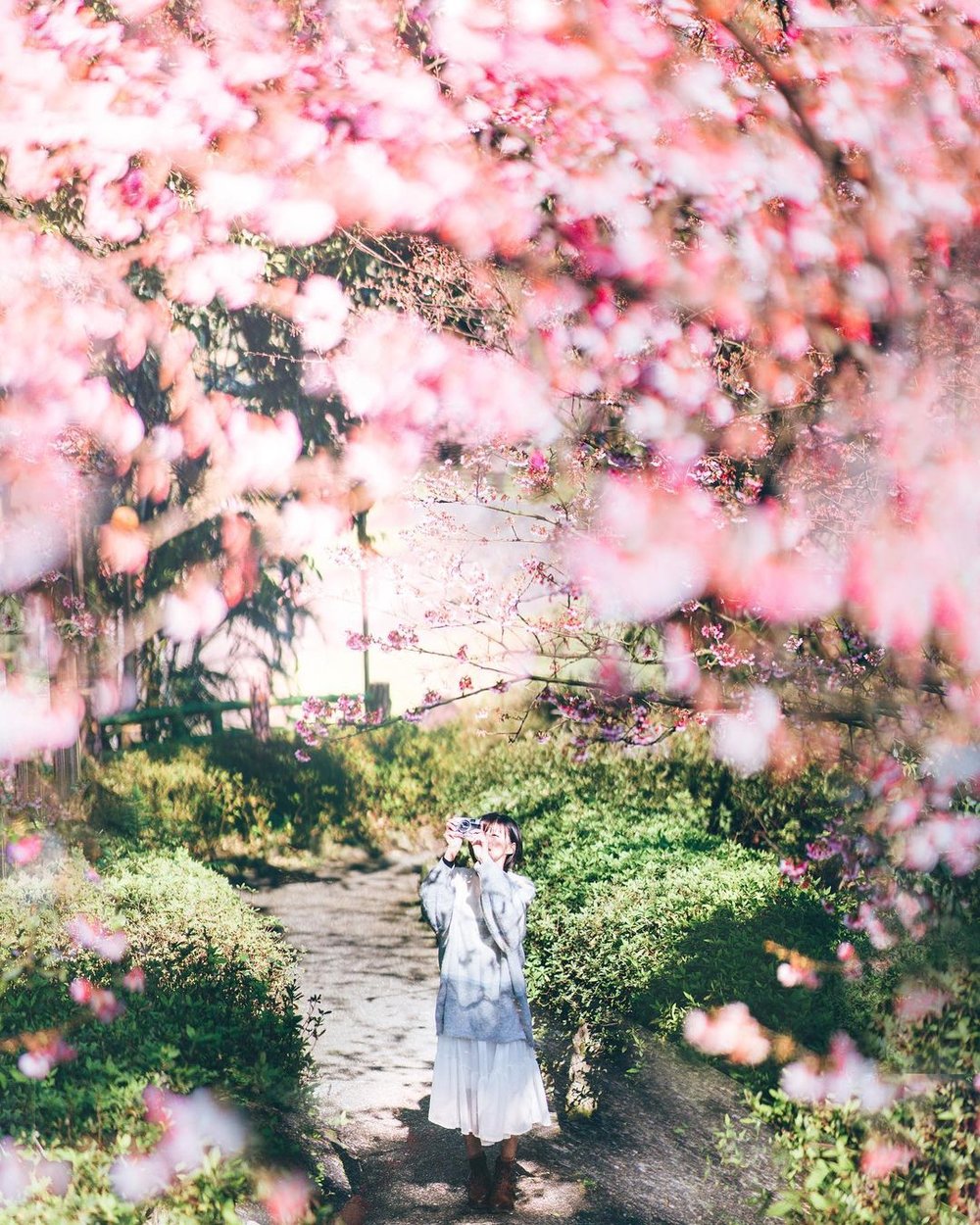 Wuji Tianyuan Temple cherry blossom trip in Taiwan