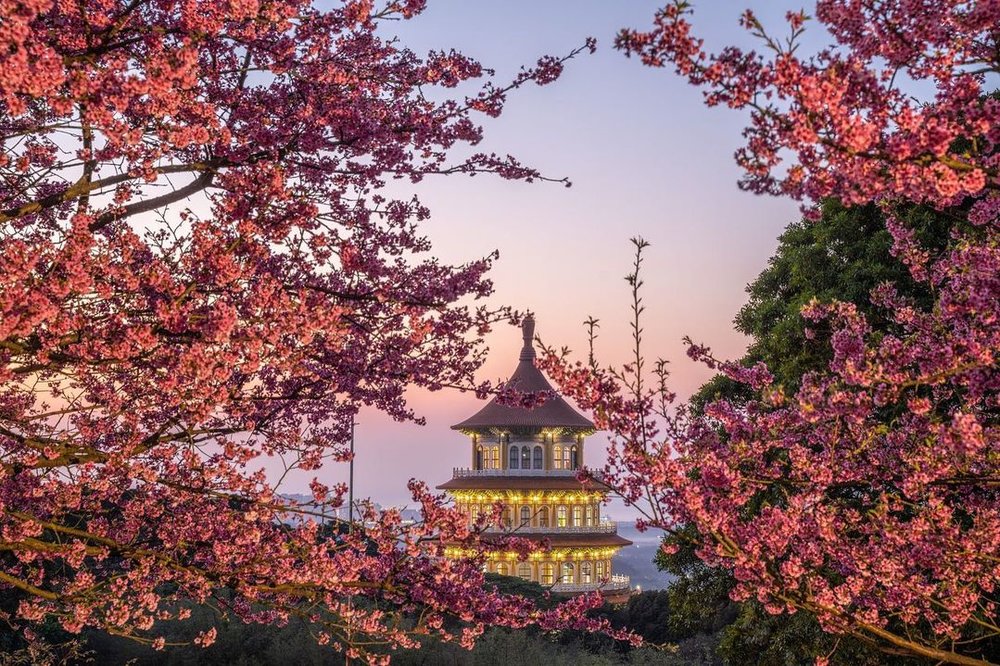 Tianyuan Temple cherry blossom Taipei itinerary