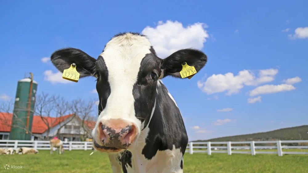 Interact closely with cows and sheep! Try out the fresh milk and soft-serve ice cream too!
