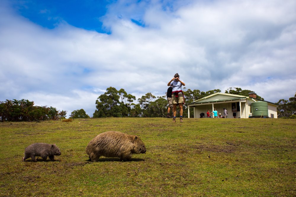 瑪利亞島 (Maria Island)塔斯曼尼亞景點 塔斯曼尼亞自駕遊