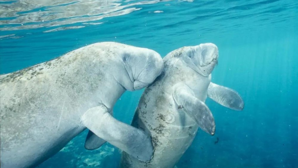 Give these adorable water giants a visit at Crystal River!