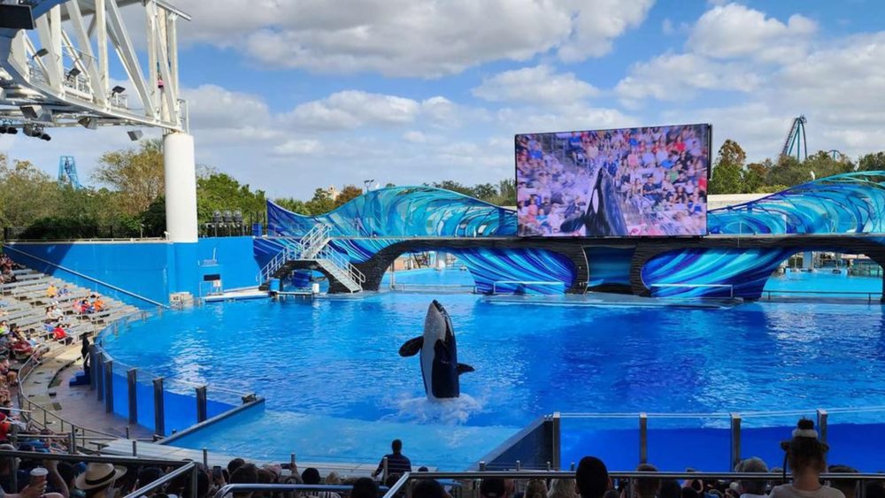 See adorable aquatic animals up-close at SeaWorld!