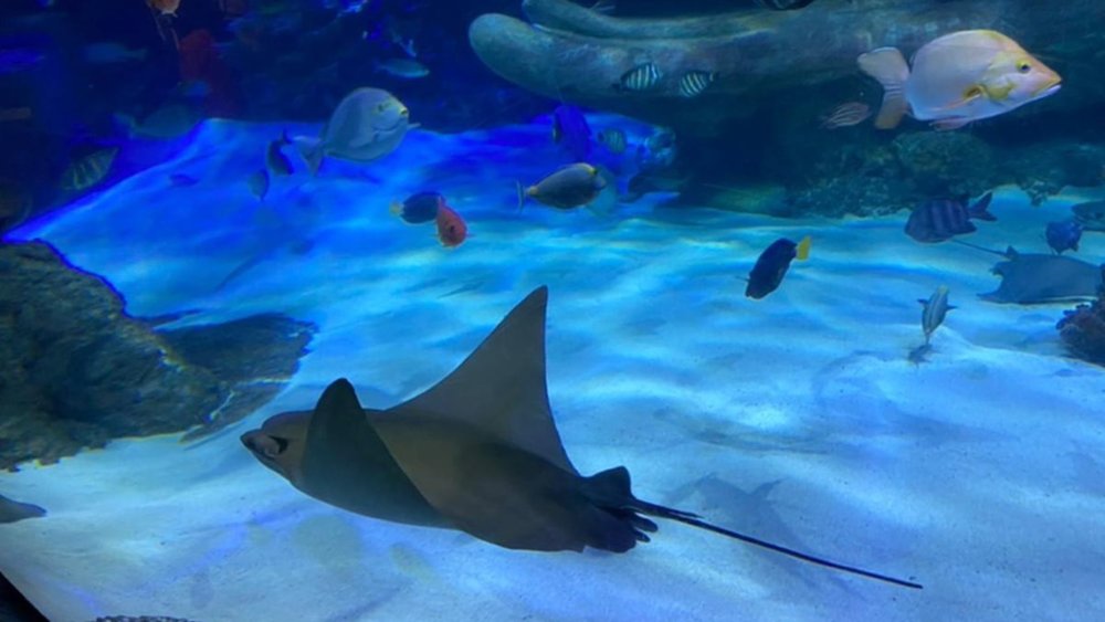 This ocean tunnel is mesmerizing to see in person!