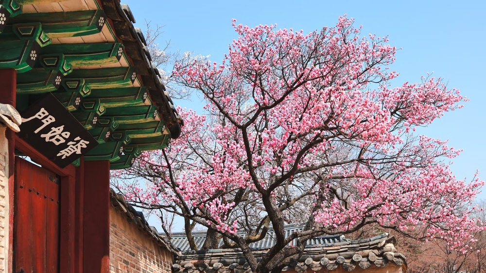 Cherry blossoms, plum blossoms, and more blossom in the spring. Credits to Soyoung Han on Unsplash