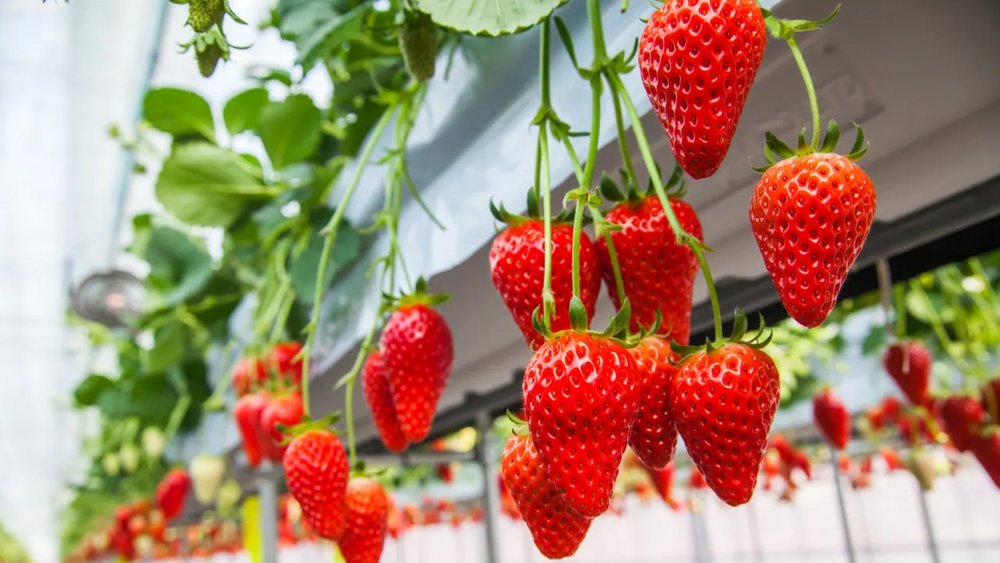 You'll have a berry good time, we promise! Credits to Klook