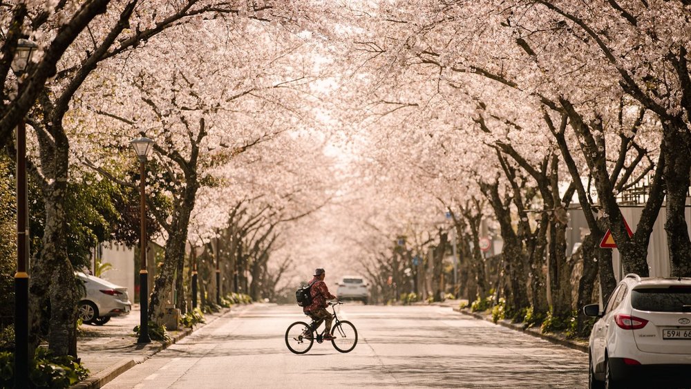 Remember to check the cherry blossom forecasts before your trip. Credits to JUNGIL PARK on Unsplash
