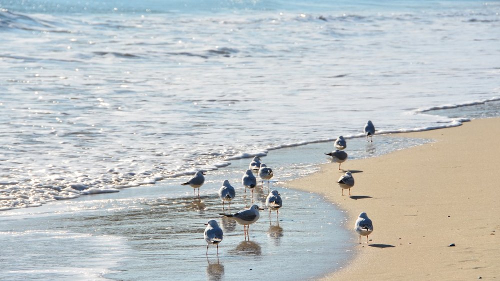 Beat the heat with a trip to the beach! Credits to Ryan Brooklyn on Unsplash