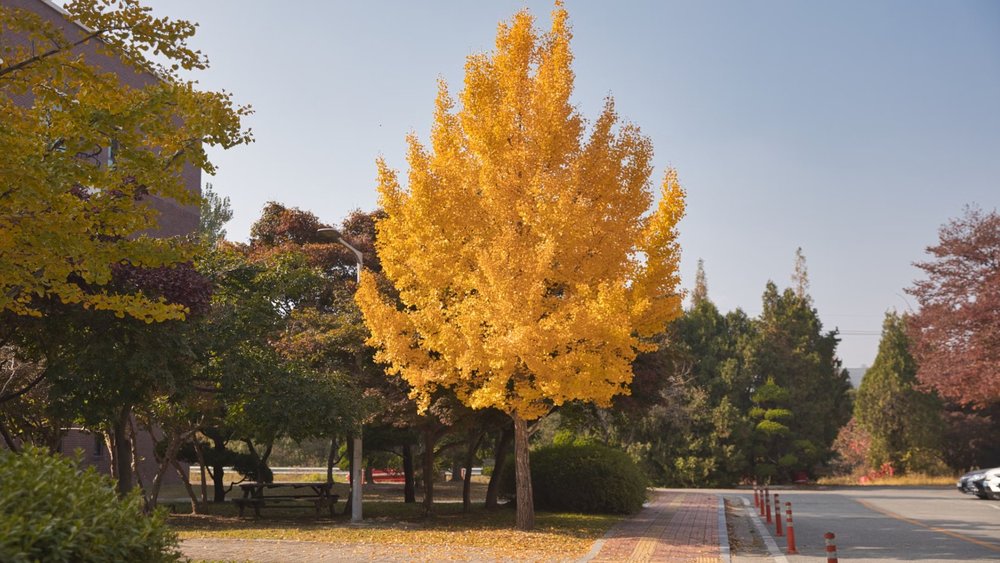 Fall in love with South Korea's natural beauty. Credits to Sunghoon Kim on Unsplash
