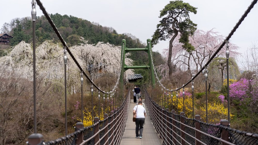  Check-in Tại Cầu Mây Cloud Bridge Nổi Tiếng Tại The Garden Of Morning Calm