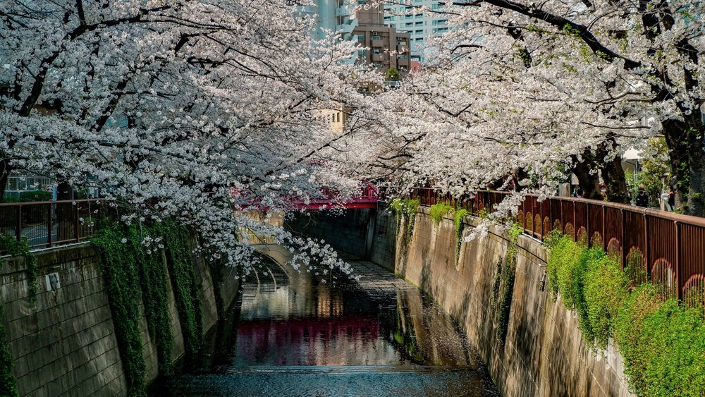 Enjoy cherry blossoms by the riverside and with your favourite company by your side at Meguro River. Credits: @sorasagano on Unsplash