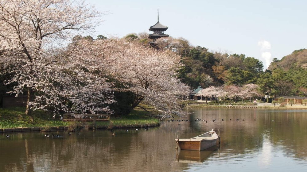 Get ready to be lost in a world of blossoms straight out of an anime at the Sankeien Garden!