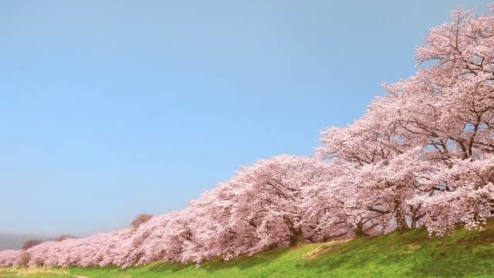 Yodogawa is the place to be for these petal parties!