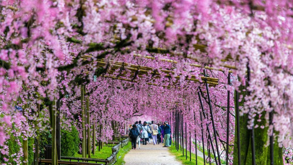 Top 10 Sakura Bloom Locations: Where To Do Hanami in Japan - Klook ...