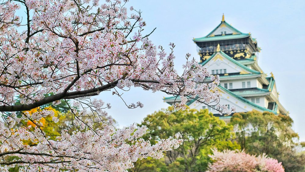 With the sakura flowers in full bloom, the Castle makes the perfect backdrop for photos of your hanami parties. Credits: @bagus41 on Pexels