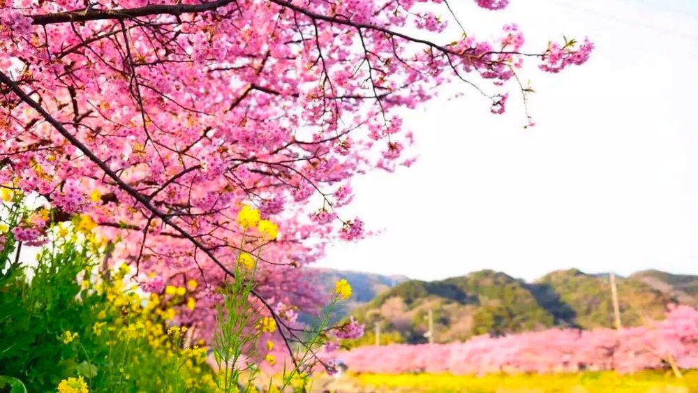 TH [ANZ] Nothing beats bright pink cherry blossoms under beautiful blue skies during spring!