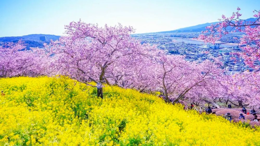 The pinnacle of spring in Japan awaits you on this tour!