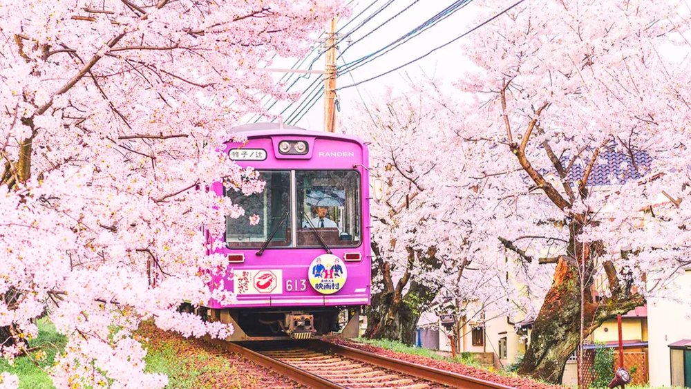 Travel city to city to see the best spring tours!