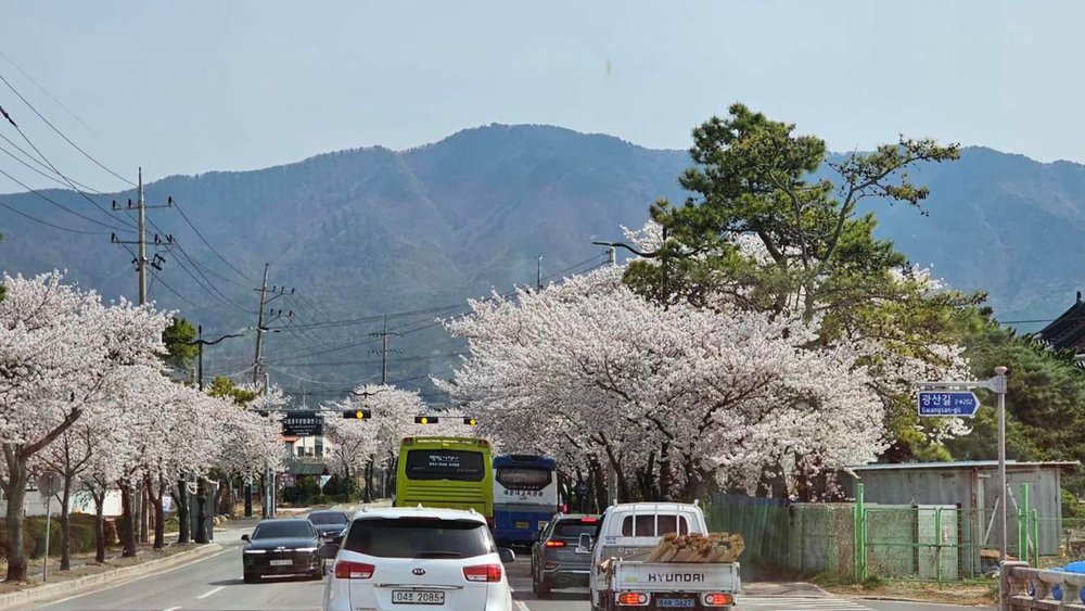 Visit Korea to see all the famous establishment's cherry blossom views!
