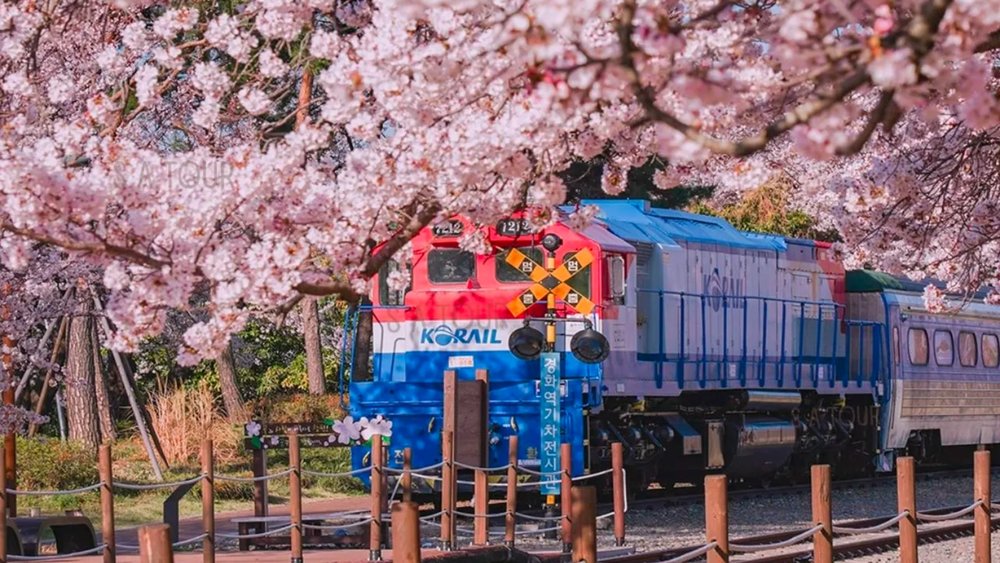 Book a ticket for one of the best spring festivals in Korea!