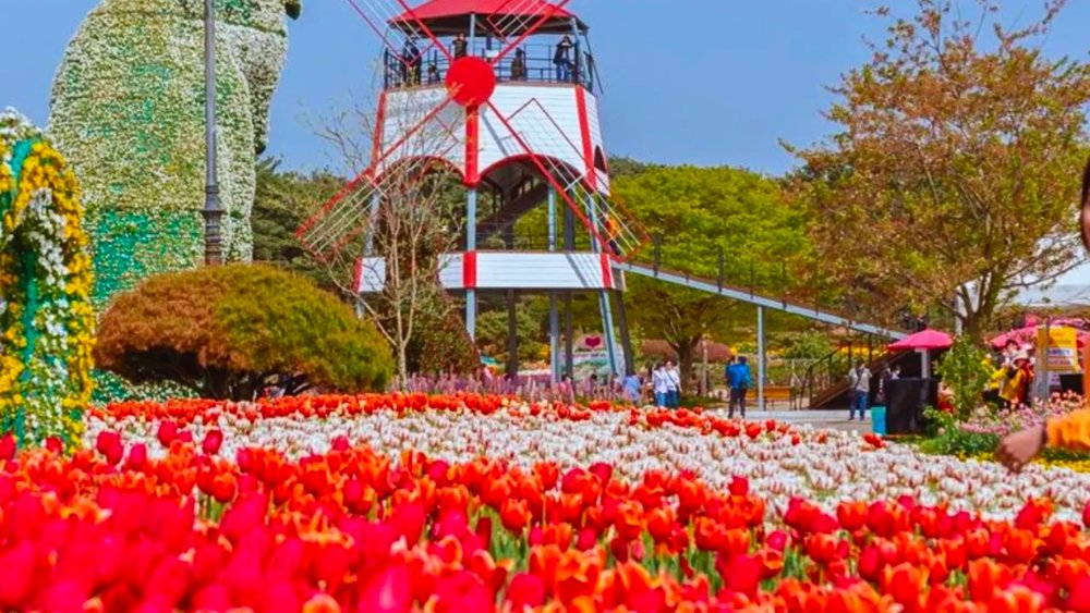 Visiting Korea during spring means getting to see all kinds of colourful flowers in full bloom!