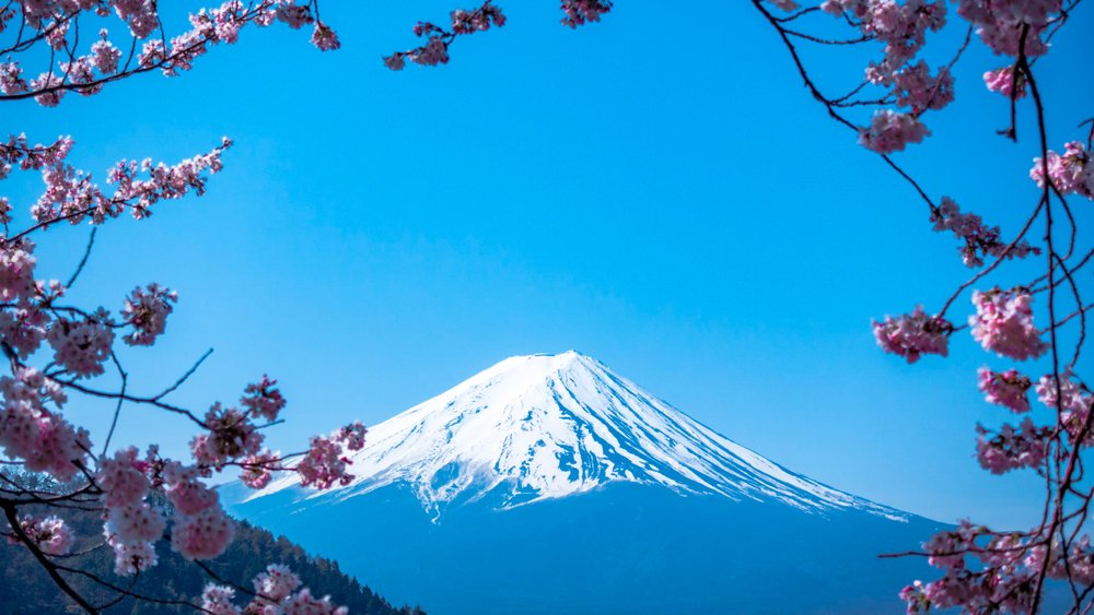 Mount Fuji views become even more surreal when the cherry blossoms begin to bloom! Credits to @jjying on Unsplash