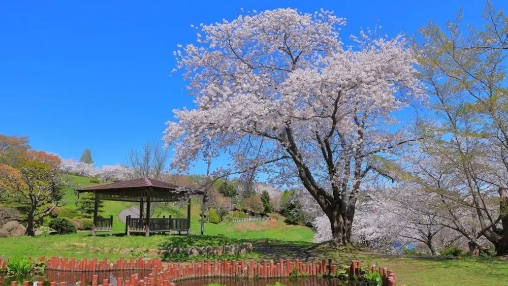 Stop and admire the beauty of this cherry blossom tree in full bloom!