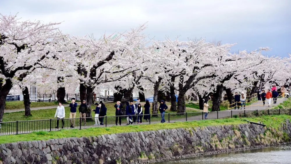 Stroll through the scenic Goryakaku Park in the springtime