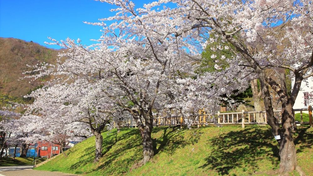 Hokadate Park is bursting with cherry blossom cheer!