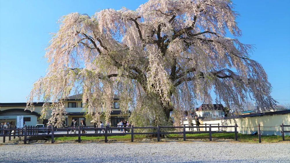 Check out the weeping cherry blossoms at Hokiji Temple