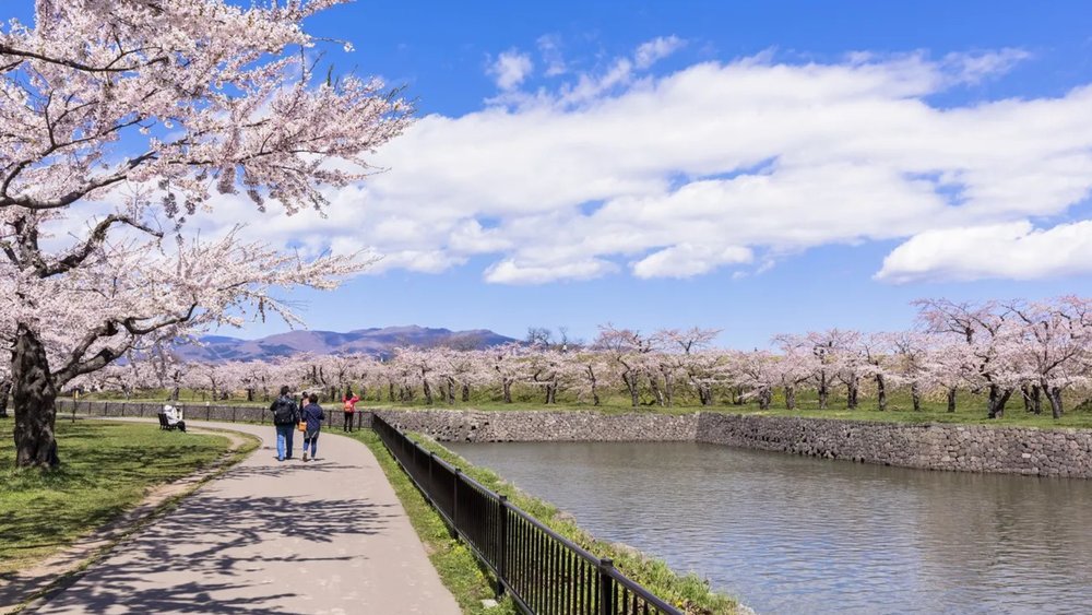 Picture-perfect cherry blossoms line the walkway in Goryakaku Park