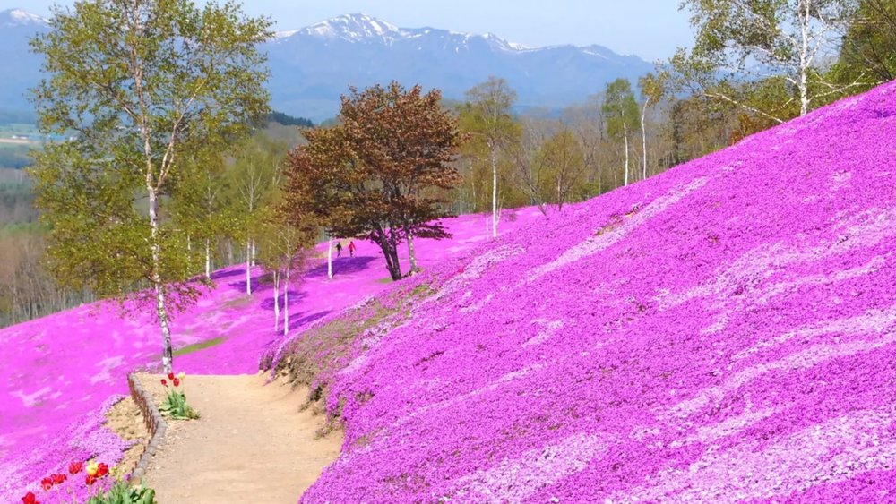 The shibazakura creates a stunning carpet of colour!