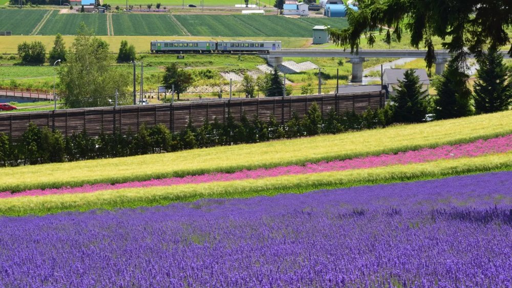 Walk through a rainbow of blooms in Hokkaido!