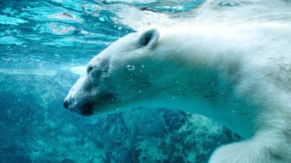 Check out this polar bear's impressive swimming skills!