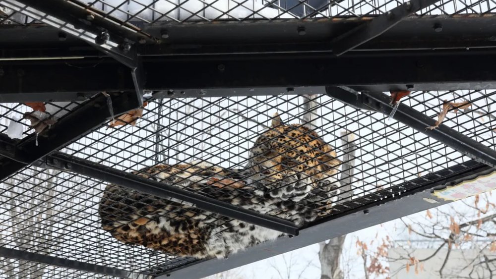 This majestic big cat steals the show with its fierce beauty