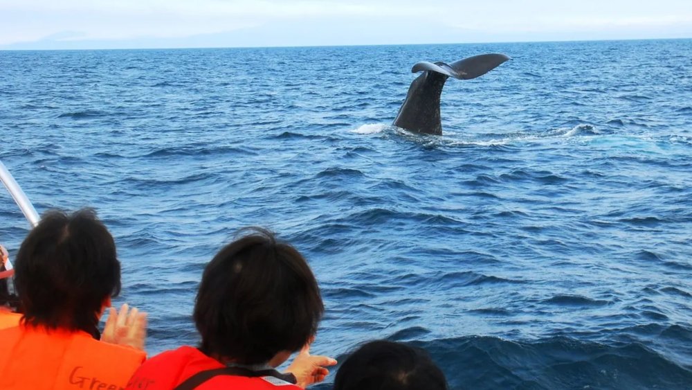 Get front-row seats to one of nature's most awesome shows!