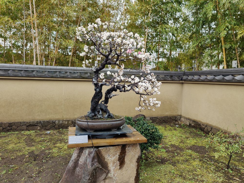 The white petals of the plum blossoms made for a perfect contrast in the green bonsai village