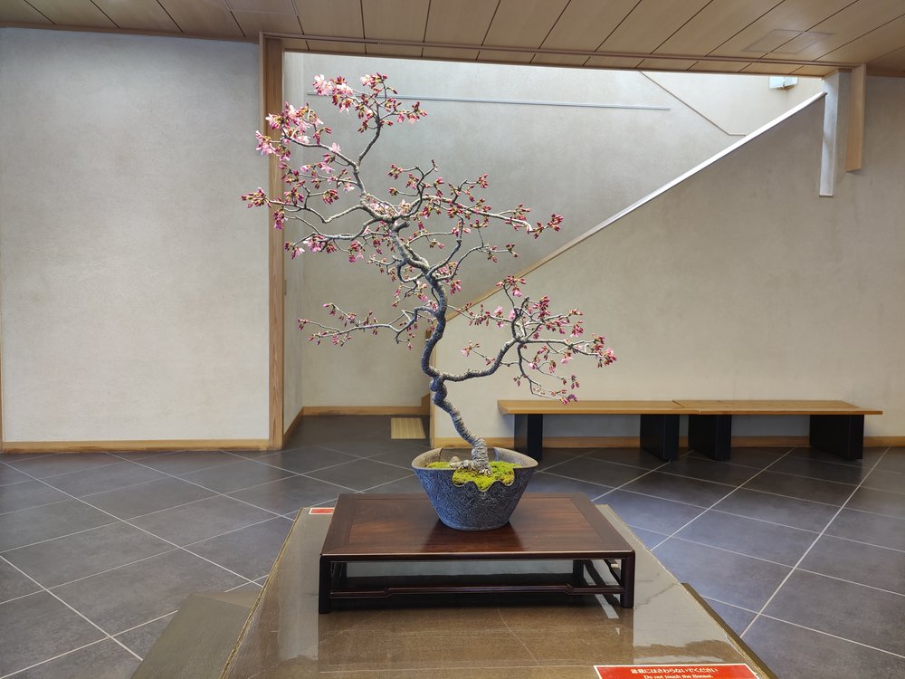Lucky enough to get a glimpse of a sakura bonsai!