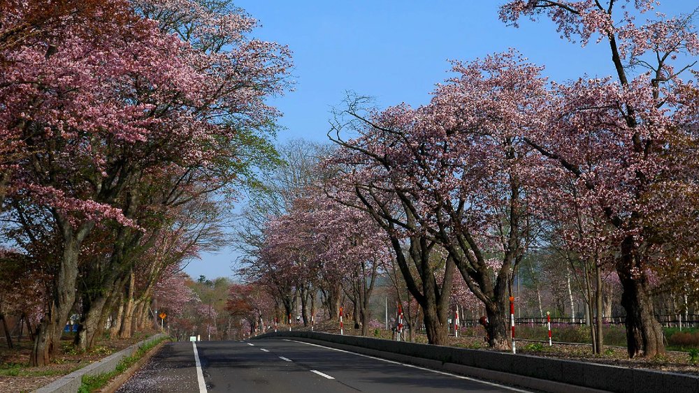登別櫻花大道