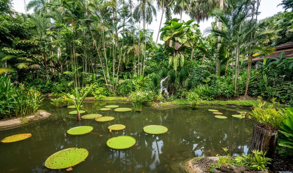 Singapore Botanic Garden