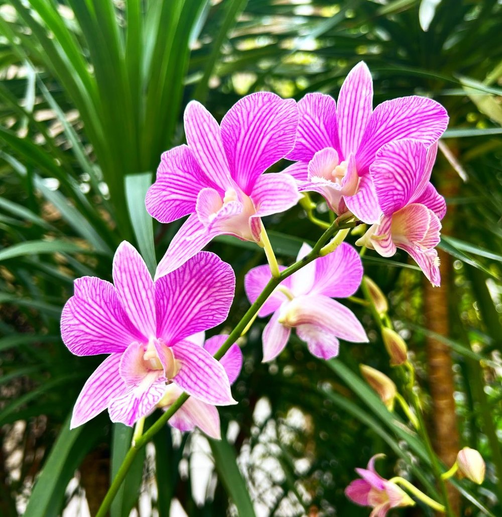 Orchid from National Orchid Garden Singapore