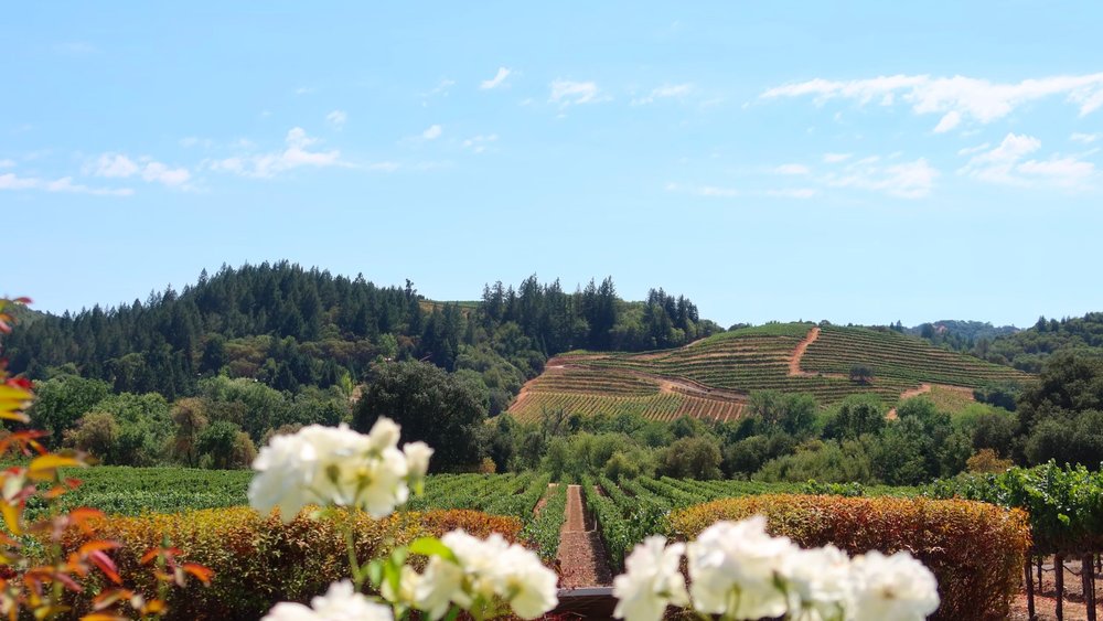 Lush greeneries and delicious wine make a great combination! Credits to @wizzyfx on Unsplash