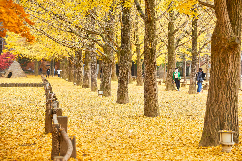 Đảo Nami - Địa Điểm Du Lịch Hàn Quốc Được Yêu Thích